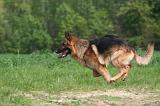 BERGER ALLEMAND 1435